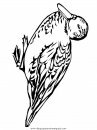 animales/pajaros/k5.JPG