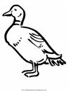 animales/pajaros/k7.JPG