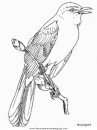 animales/pajaros/mockingbird.JPG