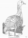 animales/pajaros/nene.JPG