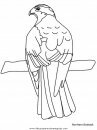 animales/pajaros/northerngoshawk.JPG