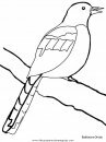 animales/pajaros/oriole.JPG