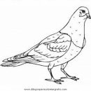 animales/pajaros/paloma_palomas_1.JPG