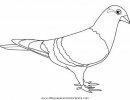 animales/pajaros/paloma_palomas_2.JPG