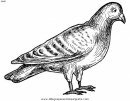 animales/pajaros/paloma_palomas_3.JPG