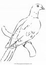 animales/pajaros/paloma_palomas_5.JPG