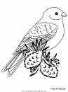 animales/pajaros/pinegrosbeak.JPG