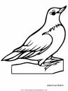 animales/pajaros/robin.JPG