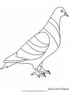 animales/pajaros/rockdove.JPG