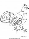 animales/pajaros/ruffedgrouse.JPG