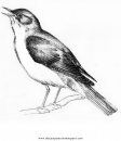 animales/pajaros/ruisenor_1.JPG