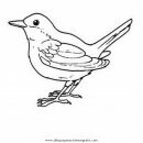 animales/pajaros/ruisenor_2.JPG