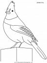 animales/pajaros/stellersjay.JPG