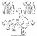 animales/pajaros/uccelli_005.JPG