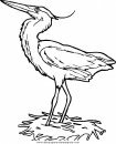 animales/pajaros/uccelli_015.JPG
