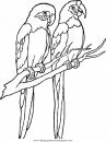 animales/pajaros/uccelli_031.JPG