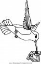 animales/pajaros/uccelli_033.JPG