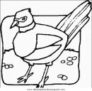 animales/pajaros/uccelli_060.JPG