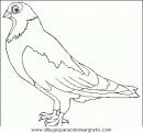 animales/pajaros/uccelli_075.JPG