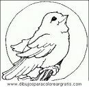 animales/pajaros/uccelli_078.JPG