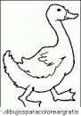 animales/pajaros/uccelli_083.JPG