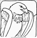 animales/pajaros/uccelli_118.JPG