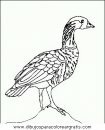 animales/pajaros/uccelli_119.JPG