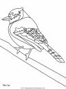 animales/pajaros/uccelli_12.JPG
