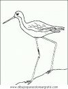 animales/pajaros/uccelli_121.JPG