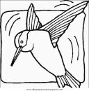 animales/pajaros/uccelli_127.JPG