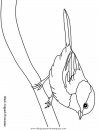 animales/pajaros/uccelli_13.JPG