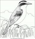 animales/pajaros/uccelli_133.JPG