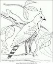 animales/pajaros/uccelli_138.JPG