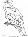 animales/pajaros/uccelli_14.JPG