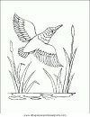 animales/pajaros/uccelli_179.JPG