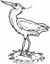 animales/pajaros/uccelli_238.JPG