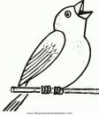 animales/pajaros/uccelli_243.JPG
