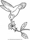 animales/pajaros/uccelli_259.JPG