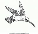 animales/pajaros/uccelli_279.JPG