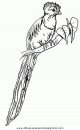animales/pajaros/uccelli_282.JPG