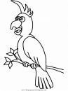 animales/papagayos/papagayos01.JPG