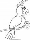 animales/papagayos/papagayos03.JPG