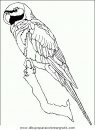 animales/papagayos/papagayos04.JPG