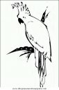 animales/papagayos/papagayos05.JPG