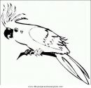 animales/papagayos/papagayos07.JPG