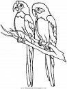 animales/papagayos/papagayos08.JPG