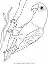 animales/papagayos/papagayos10.JPG