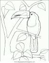 animales/papagayos/tucanes_2.JPG