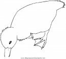 animales/patos/patos_23.JPG