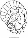 animales/pavos/pavos_13.JPG